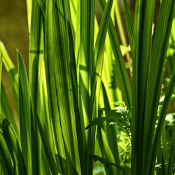 Acore odorant calamus