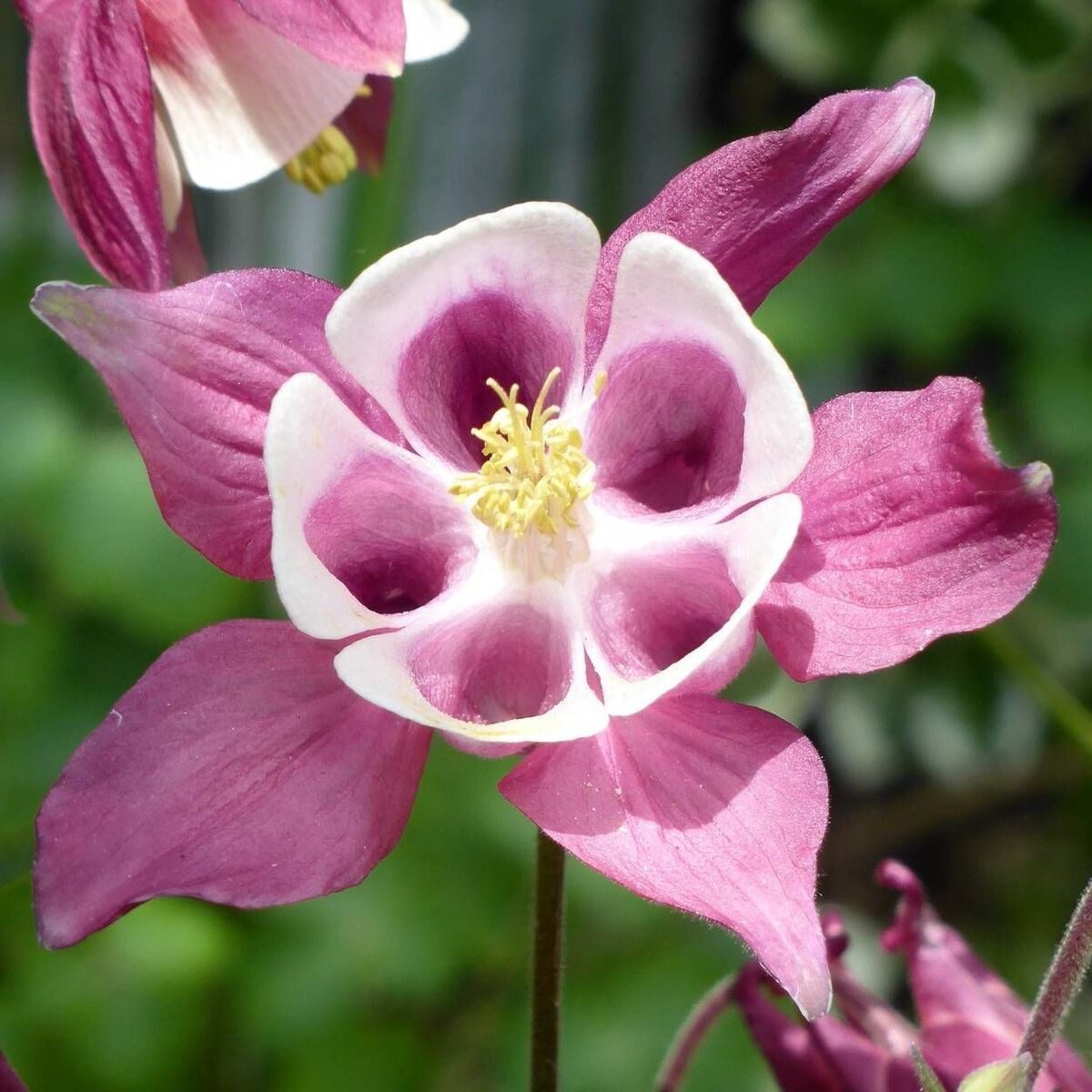 Ancolie Musik Rose Blanc