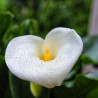 Arum d\'Éthiopie Crowborough