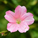 Géranium vivace Wargrave Pink