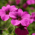 Géranium vivace Giuseppii