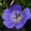 Géranium vivace Gravetye