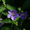 Géranium vivace Eureka Blue