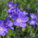 Géranium vivace Nimbus