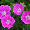 Géranium vivace Orkney Pink