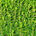Thym citron citriodorus