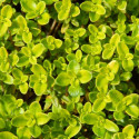Thym citron citriodorus Bertram Anderson