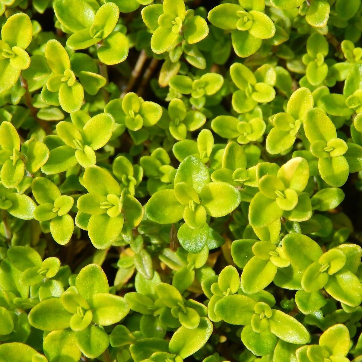Thym citron Bertram Anderson Thym citron Bertram Anderson