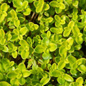 Thym citron citriodorus Golden Dwarf