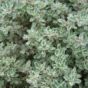 Thym citron citriodorus Silver Queen