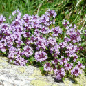 Thym cumin, thym corse herba-barona