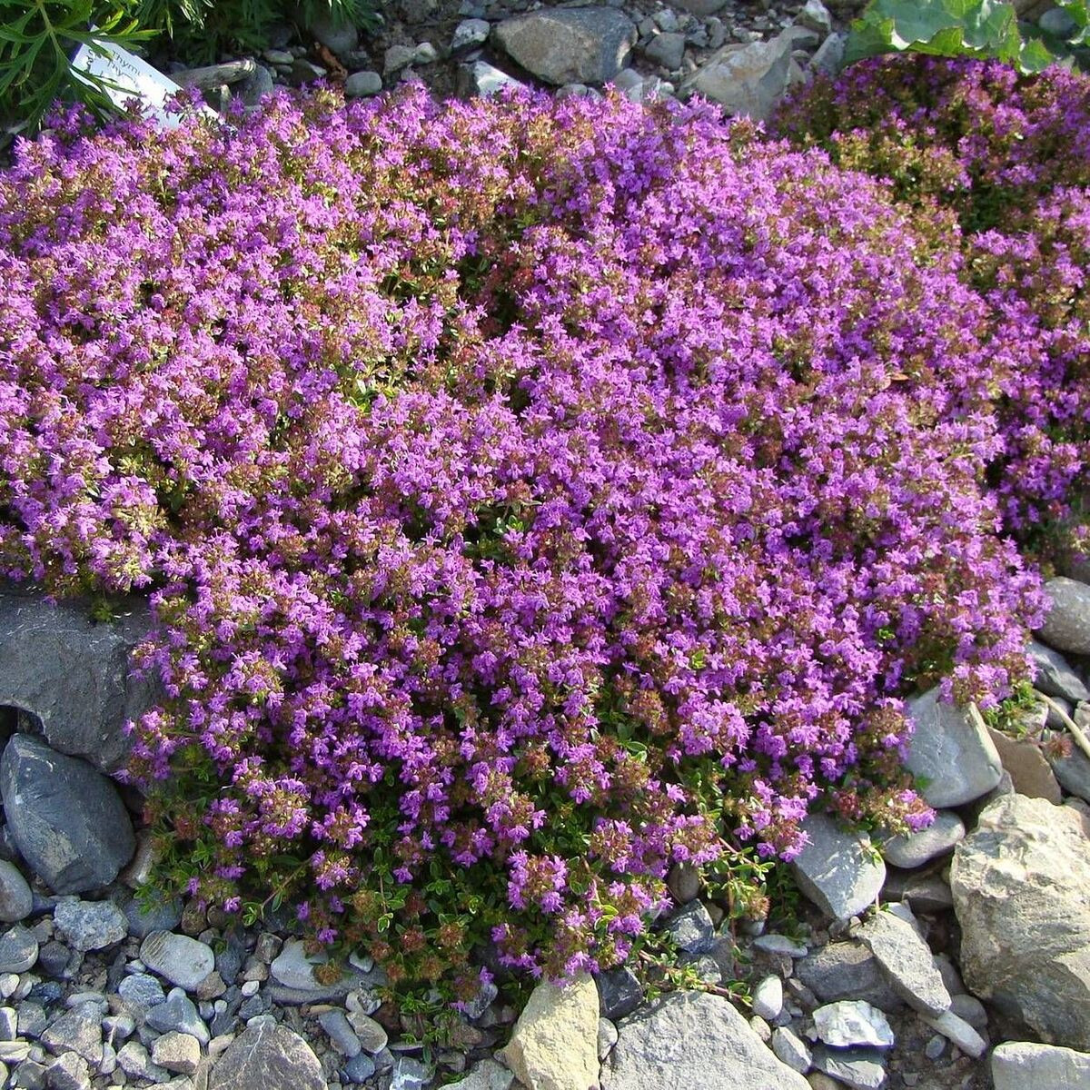 Thym doerfleri Bressingham Thym doerfleri Bressingham