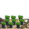 Thym serpolet