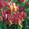 Chèvrefeuille Goldflame