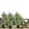 Agastache rugueuse blanche
