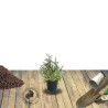 Aster grand d\'automne Fellowship, Aster Novi-belgii