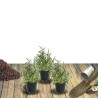 Aster grand d\'automne Fellowship, Aster Novi-belgii