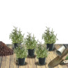 Aster grand d\'automne Fellowship, Aster Novi-belgii