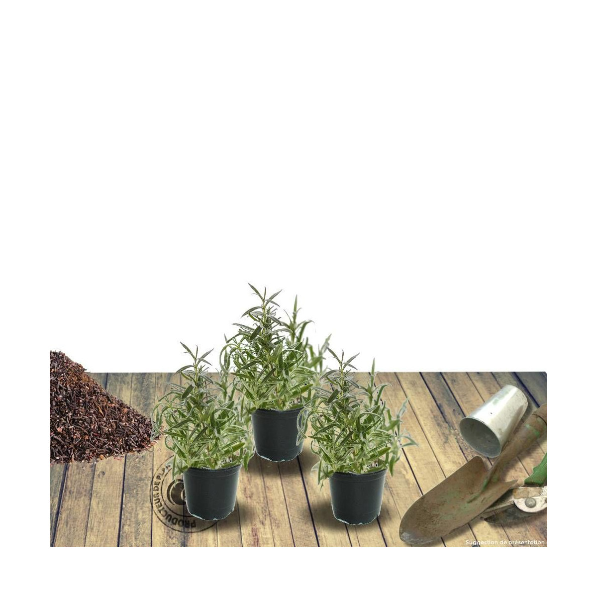 Menthe des cerfs blanche