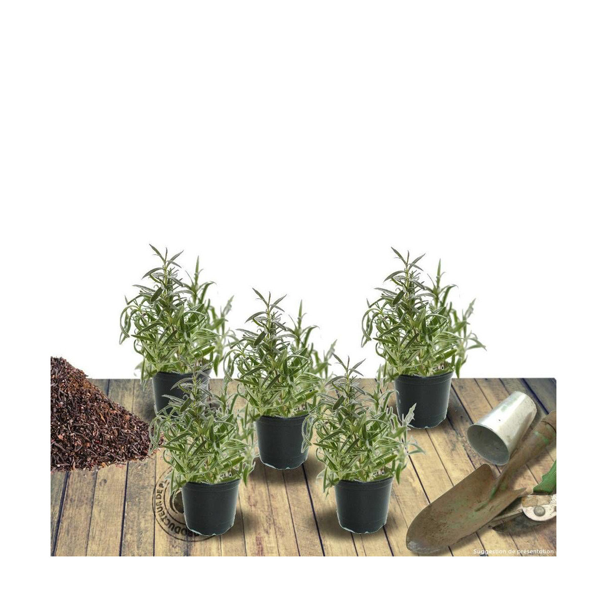 Menthe des cerfs blanche