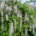 Glycine du Japon Alba