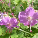 Géranium vivace Berggarten