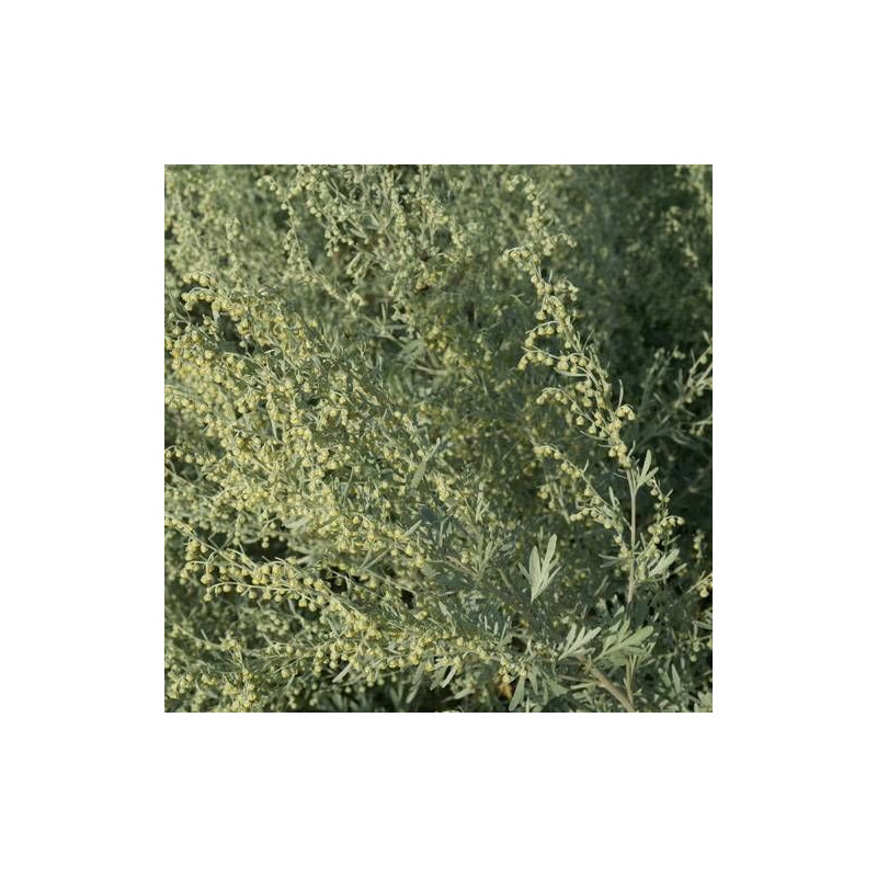 Absinthe Lambrook Silver