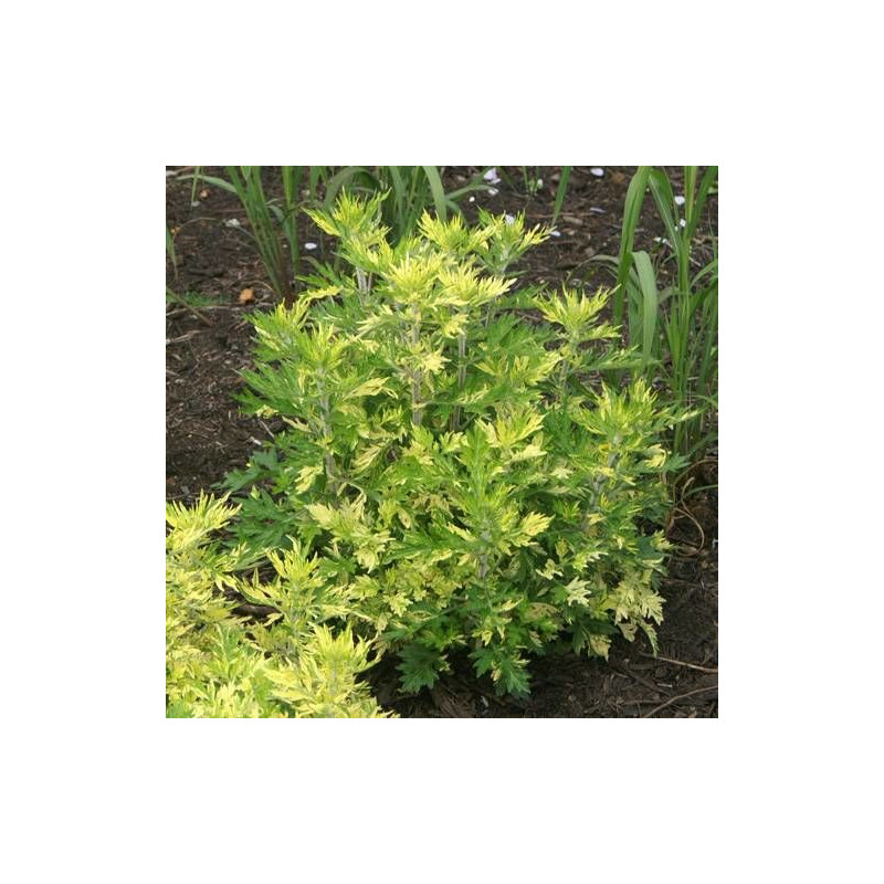 Armoise commune vulgaris Cragg-barber Eye