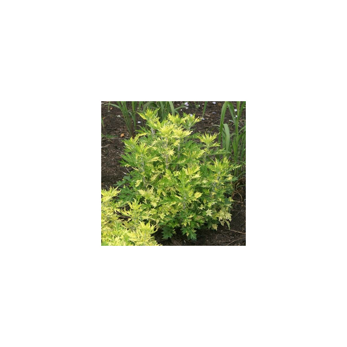 Armoise commune vulgaris Cragg-barber Eye