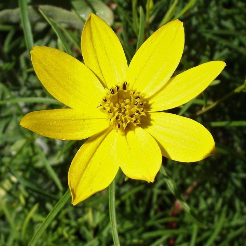 Coréopsis Zagreb, Coréopsis verticillé