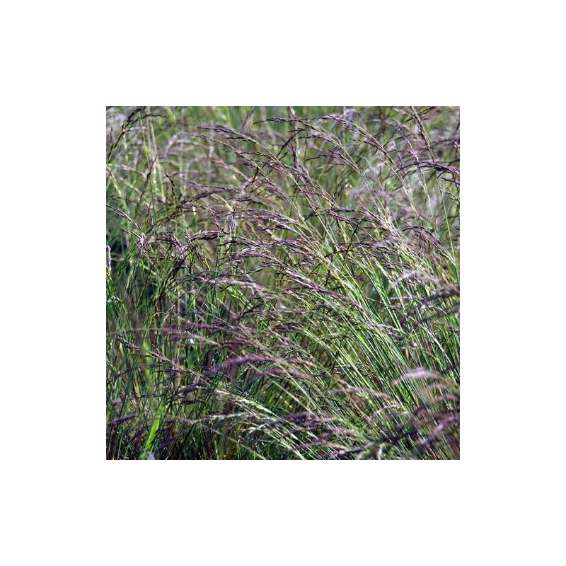 Fétuque bleue Aprilgrün