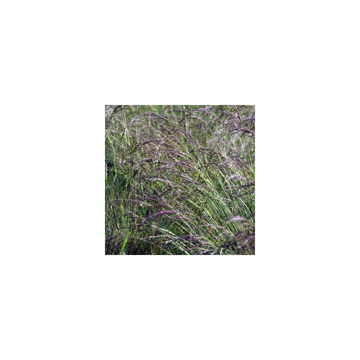 Fétuque glauca Aprilgrün