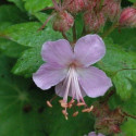 Géranium vivace Jördis