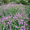 Géranium vivace Sirak