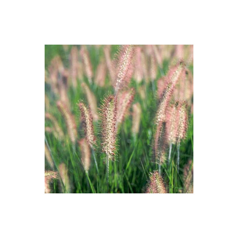 Herbe aux écouvillons Herbstzauber, Pennisetum