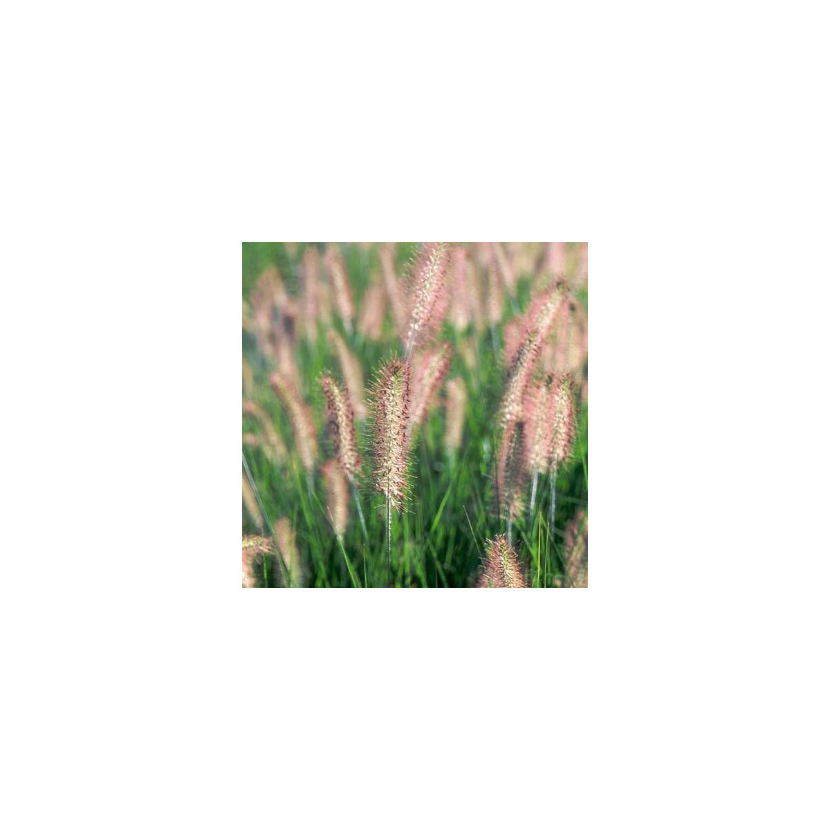 Herbe aux écouvillons alopecuroides Herbstzauber Herbe aux écouvillons alopecuroides Herbstzauber