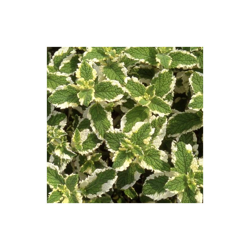 Menthe odorante panachée