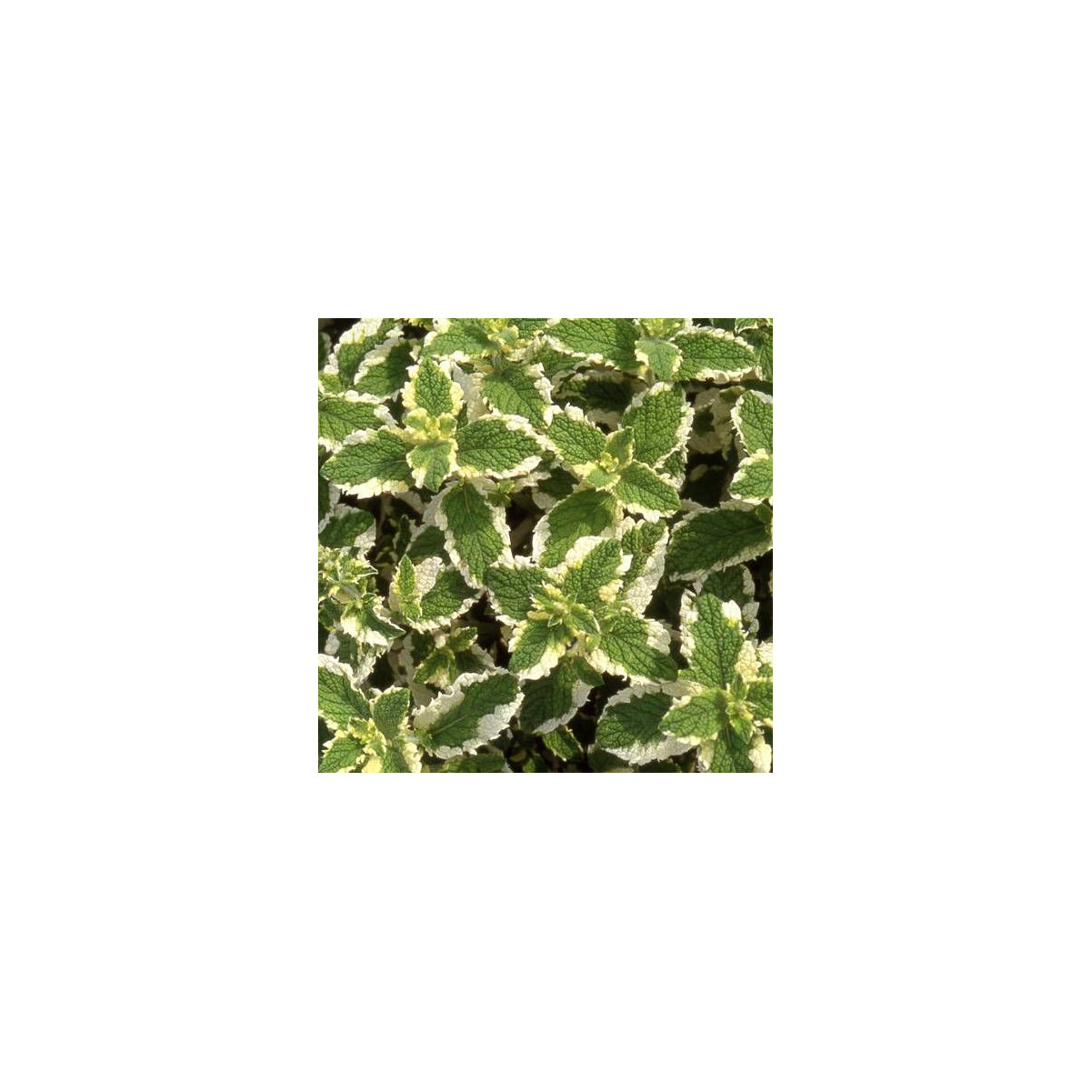 Menthe odorante panachée