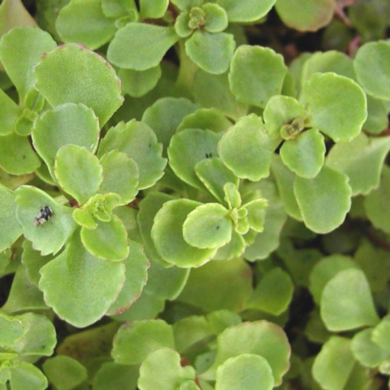 Orpin Splendens, Sedum
