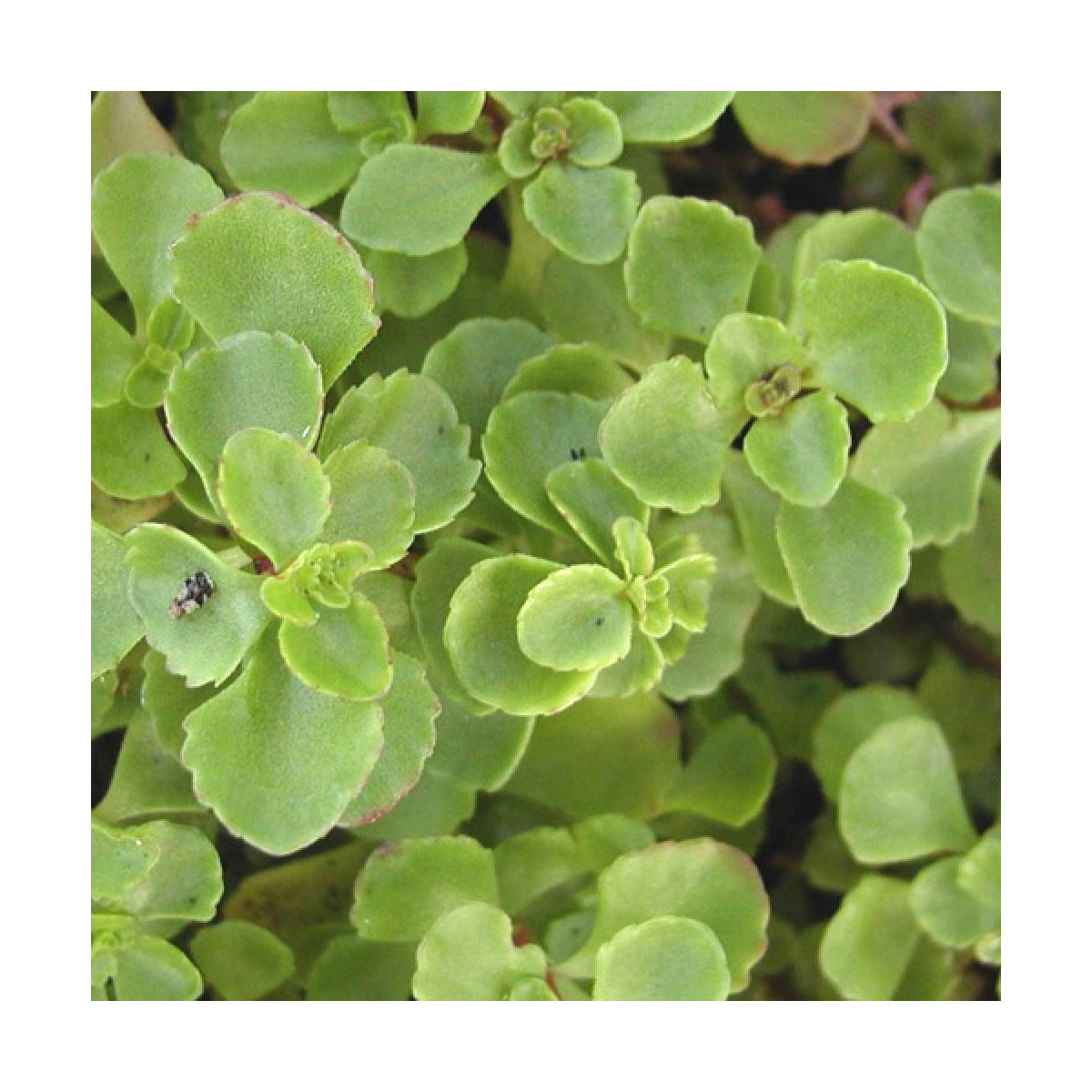 Orpin Splendens, Sedum