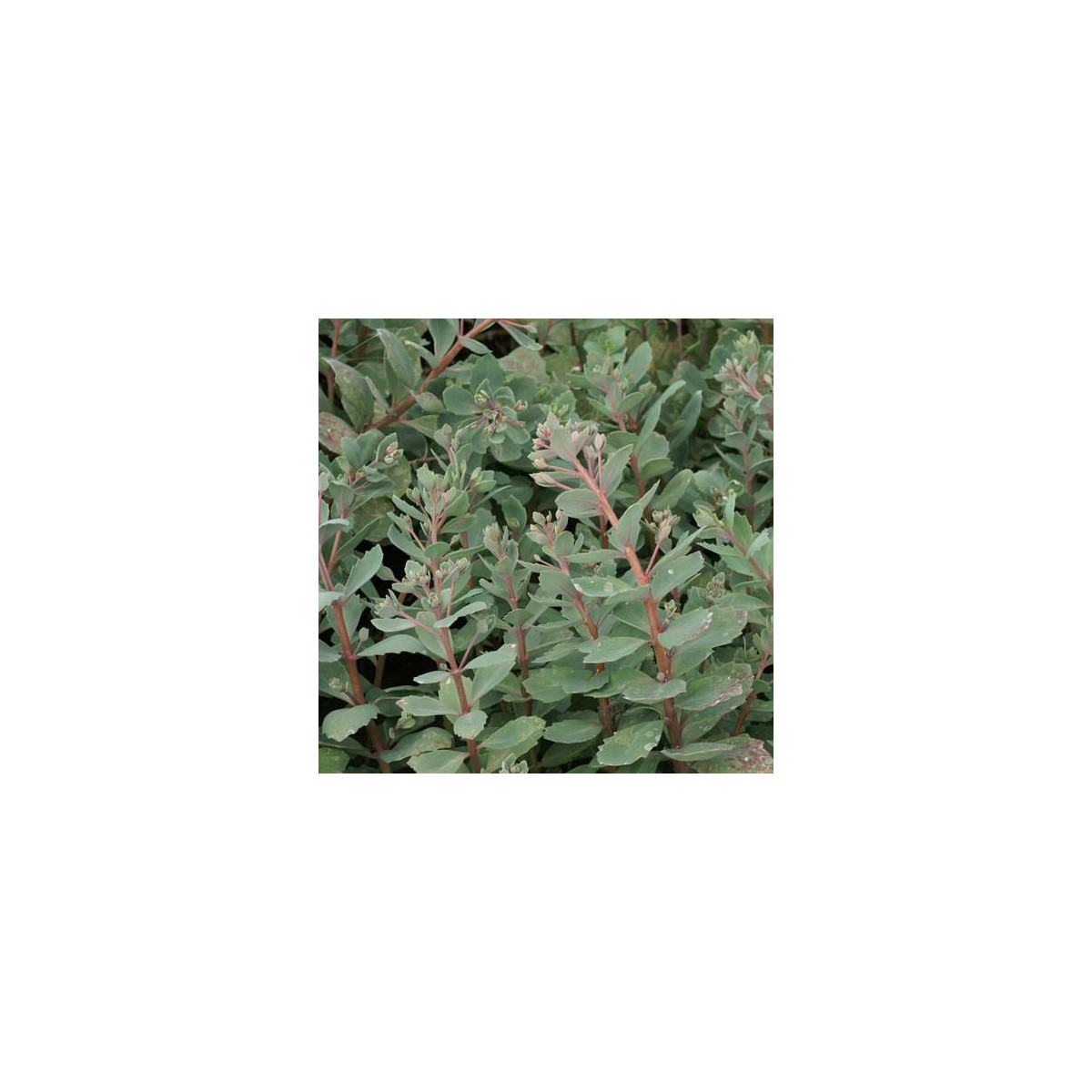 Orpin Robustum, Sedum Orpin Robustum, Sedum
