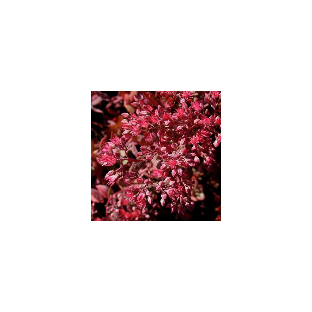 Orpin Robustum, Sedum Orpin Robustum, Sedum