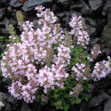 Thym chevelu comosus
