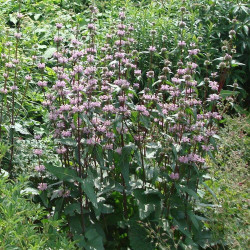Sauge de Jérusalem tuberosa
