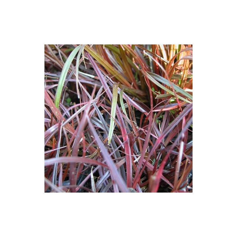 Uncinia rubra