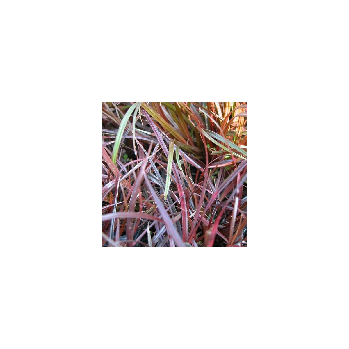 Uncinia rubra