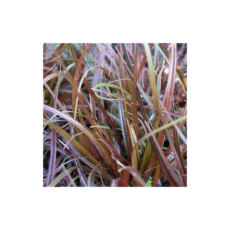 Uncinia rubra