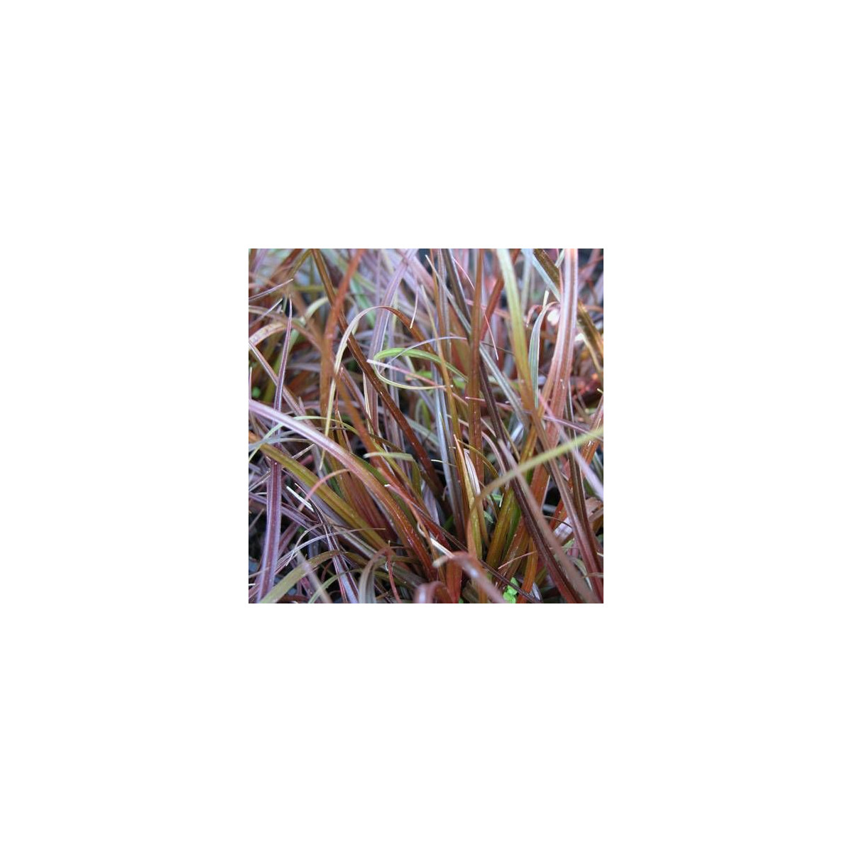 Uncinia rubra