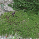 Thym serpolet serpyllum Elfin