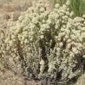 Thym résineux mastichina